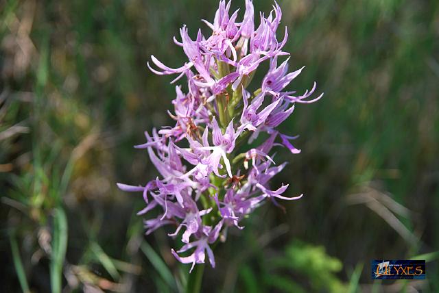 orchis italica.JPG